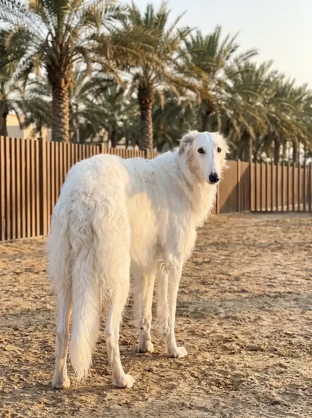 Borzoi in Dubai, a white adult on a sandy park path under date palms, looking back over the shoulder