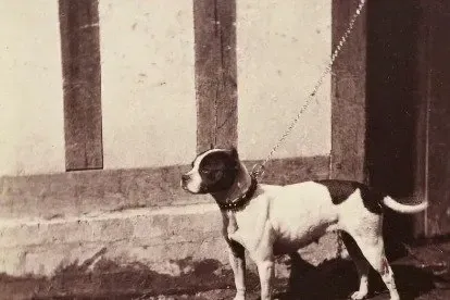 Boston Terrier history, Rose, a white bull and terrier with dark patches, at the Paris dog show, May 1863