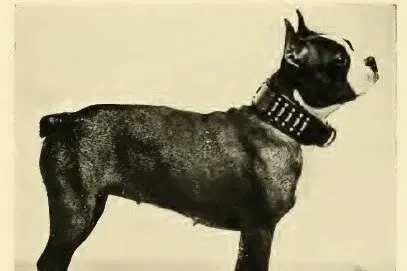 Boston Terrier history, Champion Remlik Bonnie, an early dog of the breed with cropped ears, standing side-on, 1890