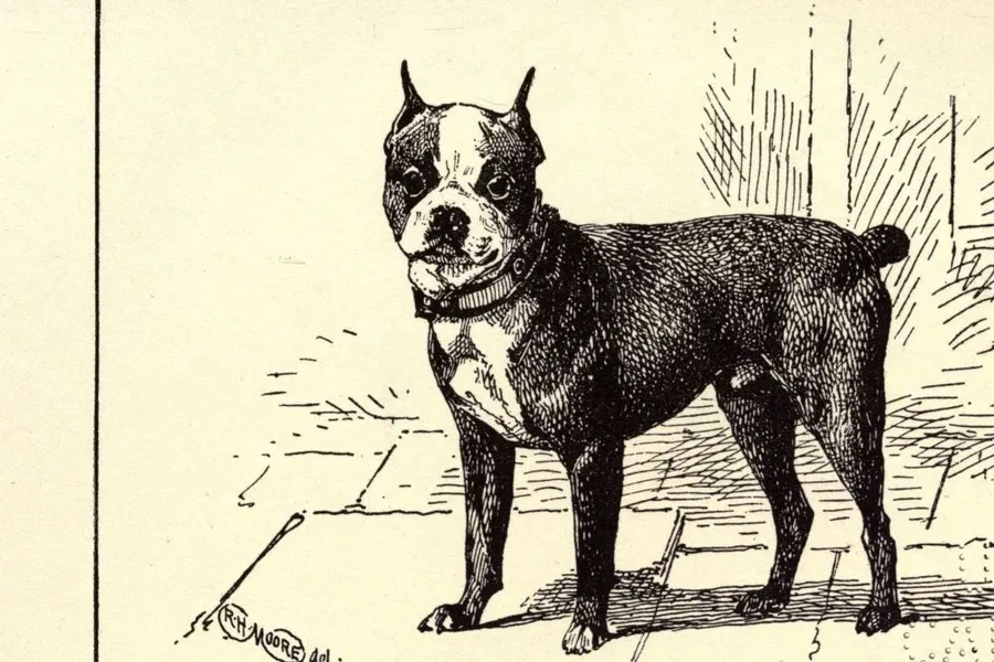 Boston Terrier history, an ink drawing of Turpin, with white tuxedo markings, standing on a pavement, 1900