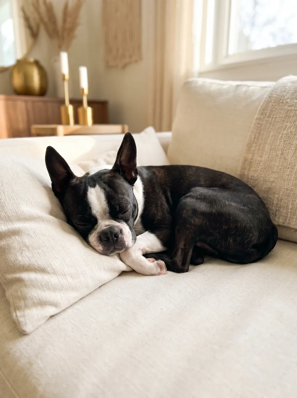 Boston Terrier, a black and white adult asleep on a cream sofa cushion, chin resting on a paw