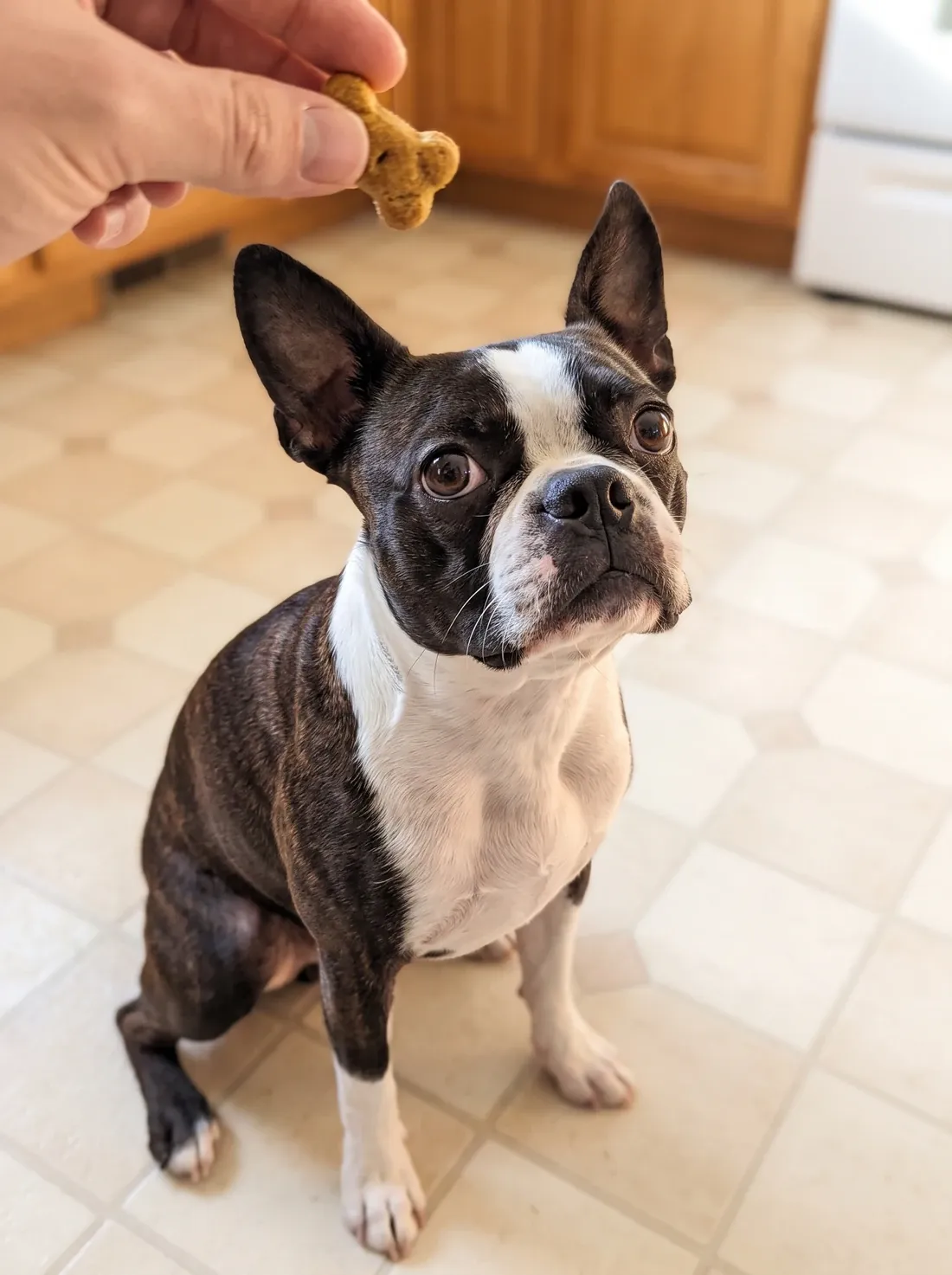 Boston Terrier, a brindle adult sitting on a kitchen floor, looking up at a treat in a hand