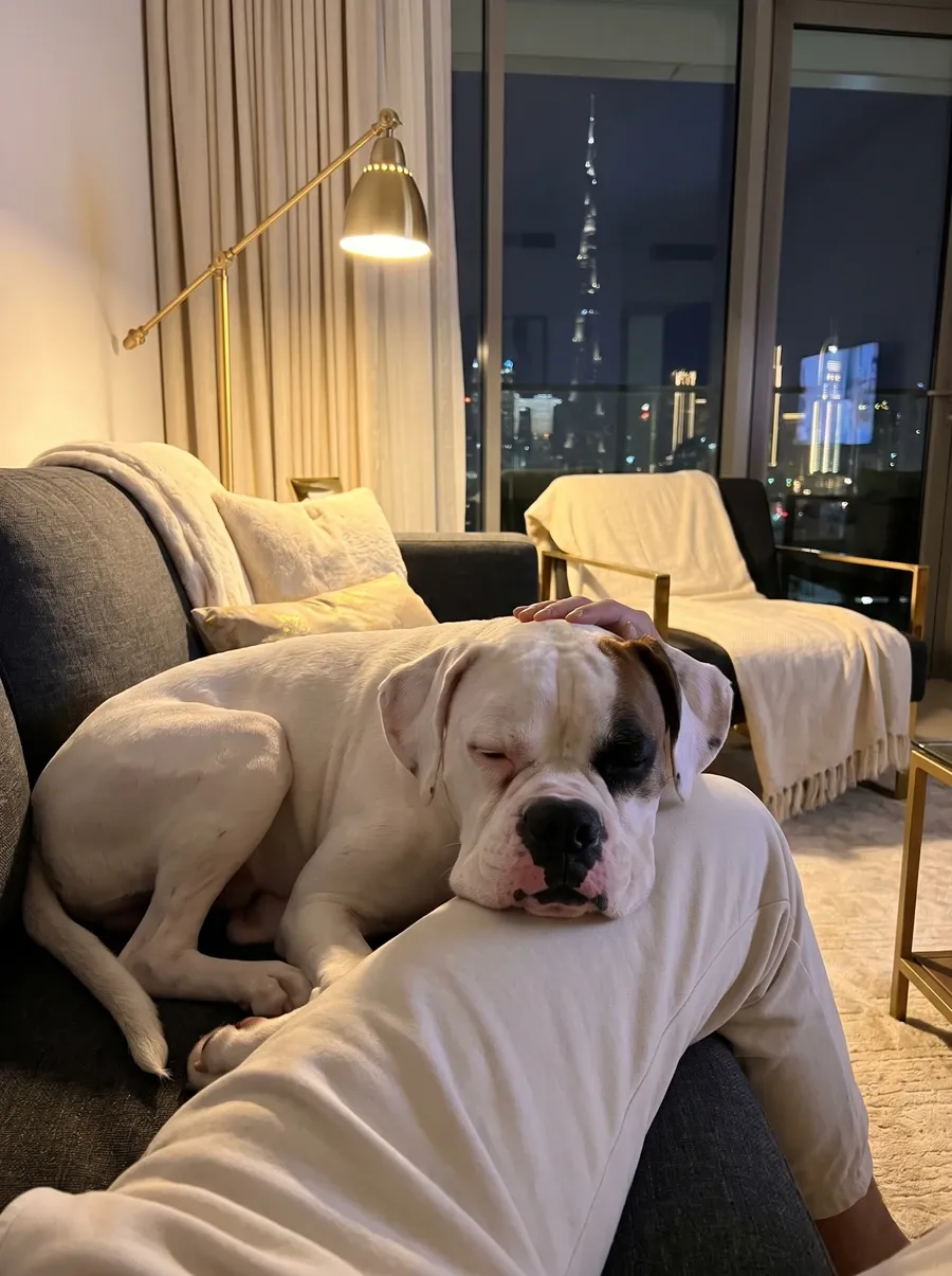 Boxer in Dubai, a white adult asleep with their head on a knee, the lit skyline behind