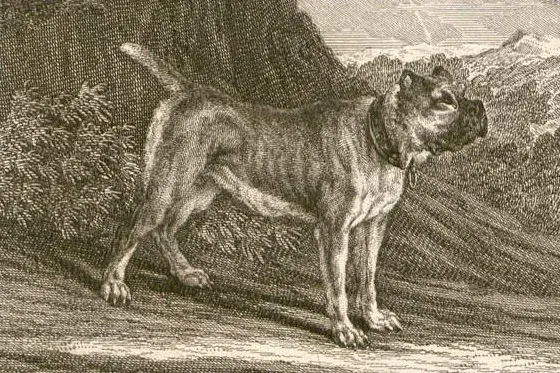 Boxer history, a Bullenbeisser type dog standing in a rocky landscape, etching by Johann Elias Ridinger, Germany, 1738