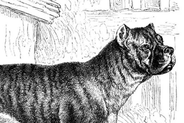 Boxer history, head and shoulders of a brindle Bullenbeisser with cropped ears, engraving, Germany, 1860s