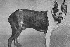 Boxer history, Mühlbauer's Flocki, an early dog of the Munich breed club, Munich, 1895