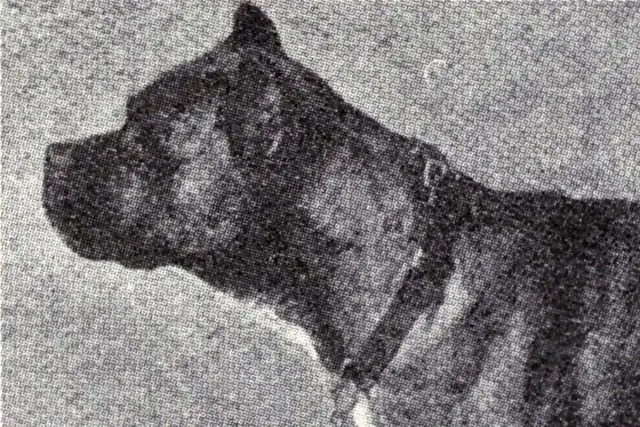 Boxer history, head and shoulders of a brindle dog with cropped ears and a collar, photograph, 1915