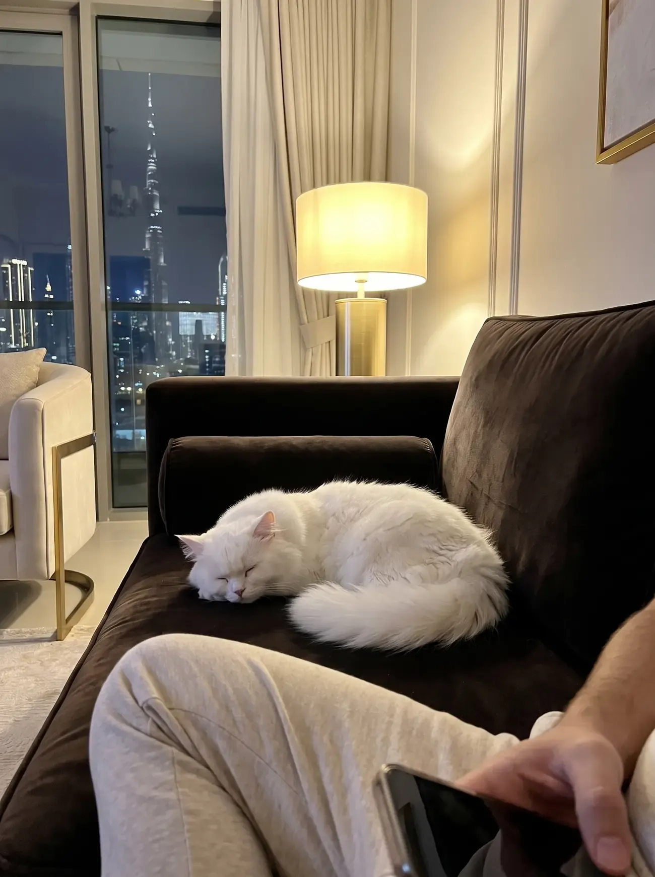 British Longhair in Dubai, a white cat asleep on a dark sofa at night, the skyline lit up behind
