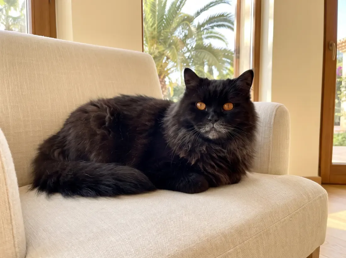 British Longhair in Dubai, an older black cat resting on a linen armchair, palms through the window
