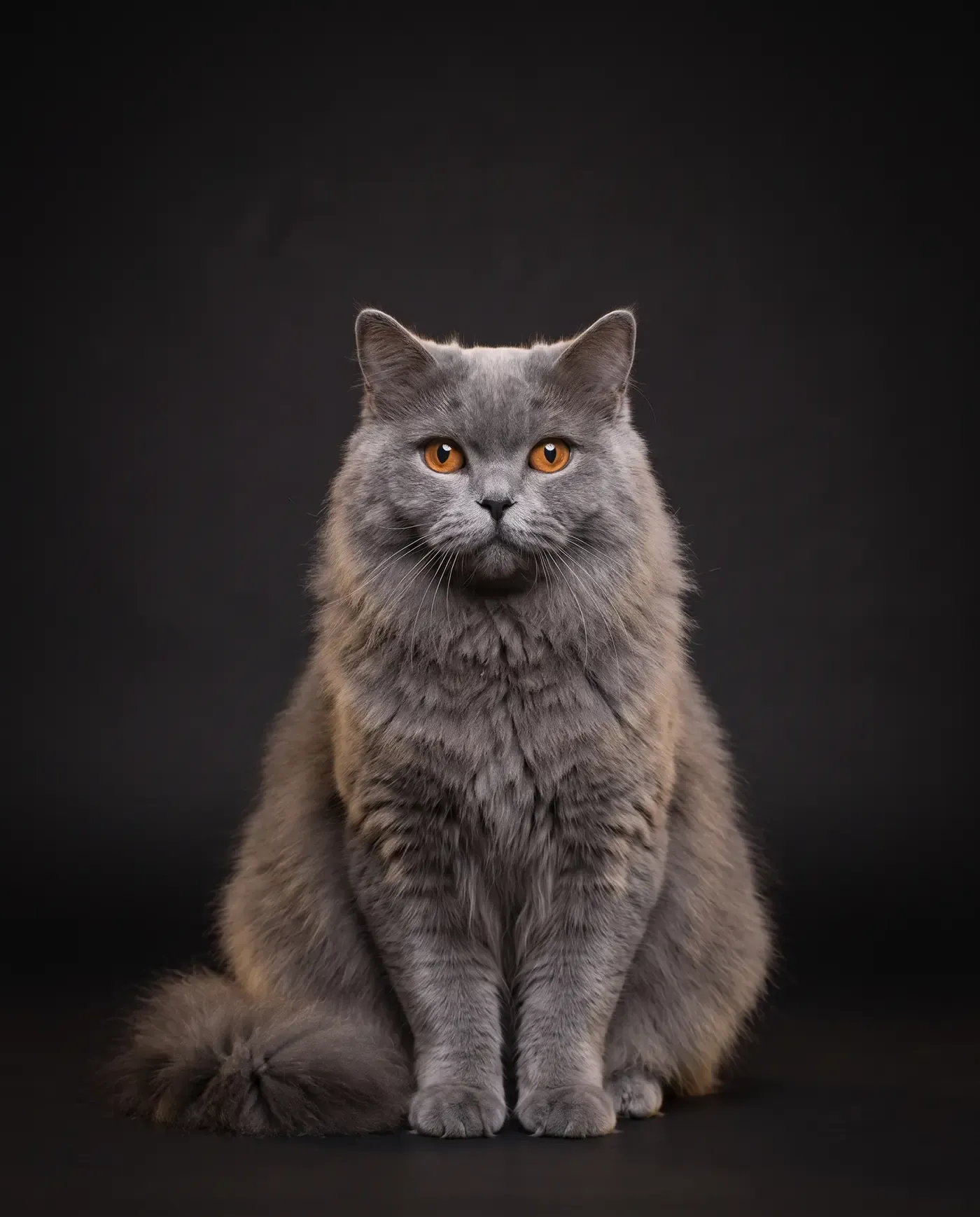 British Longhair in Dubai, studio portrait of a calm blue adult with copper eyes, sitting