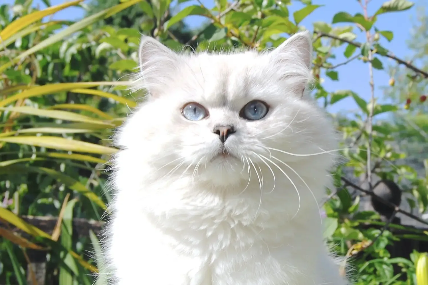 British Longhair history, a white silver shaded point British Longhair with blue eyes in a garden, 2018