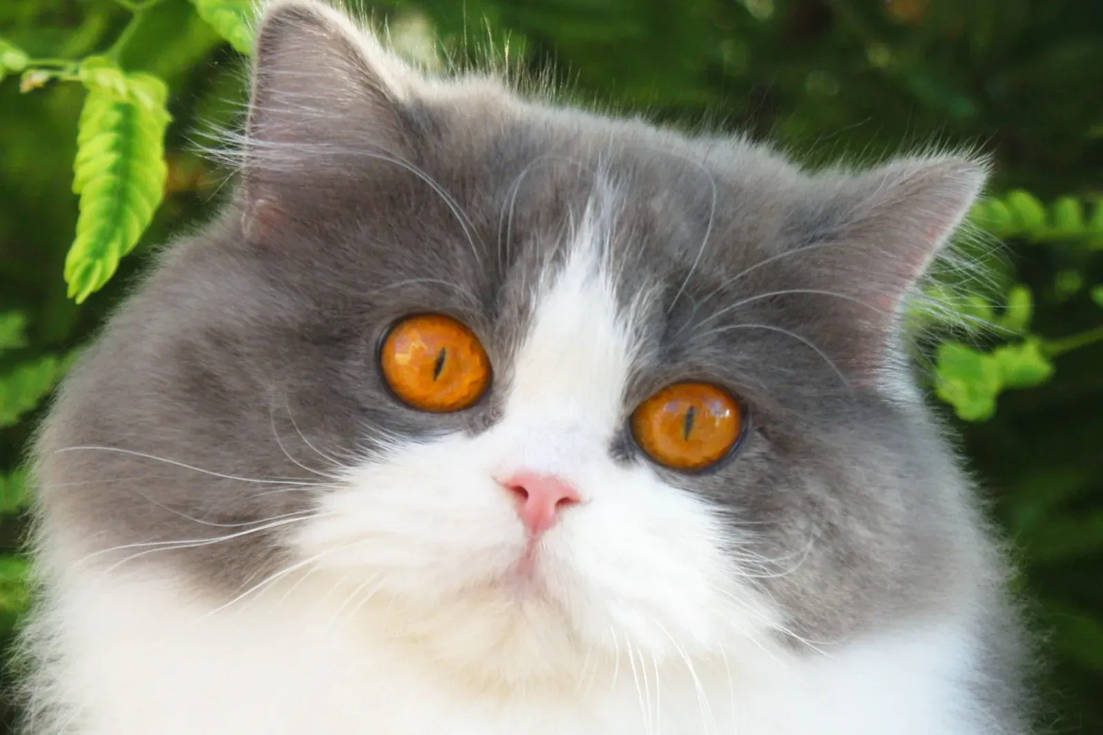 British Longhair history, a blue and white British Longhair with copper eyes in a garden, 2015