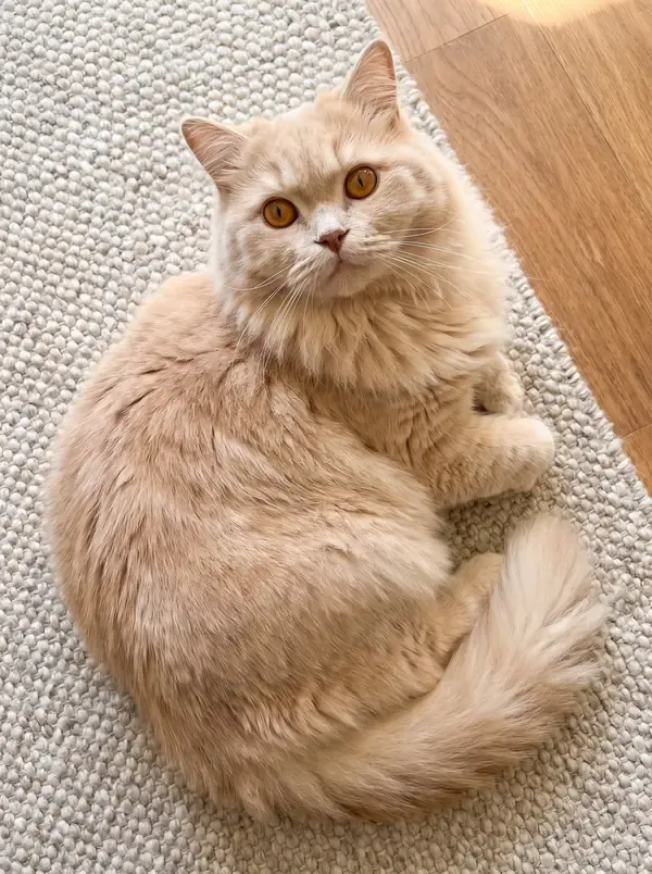 British Longhair, a cream adult lying curled on a rug, seen from above, looking up