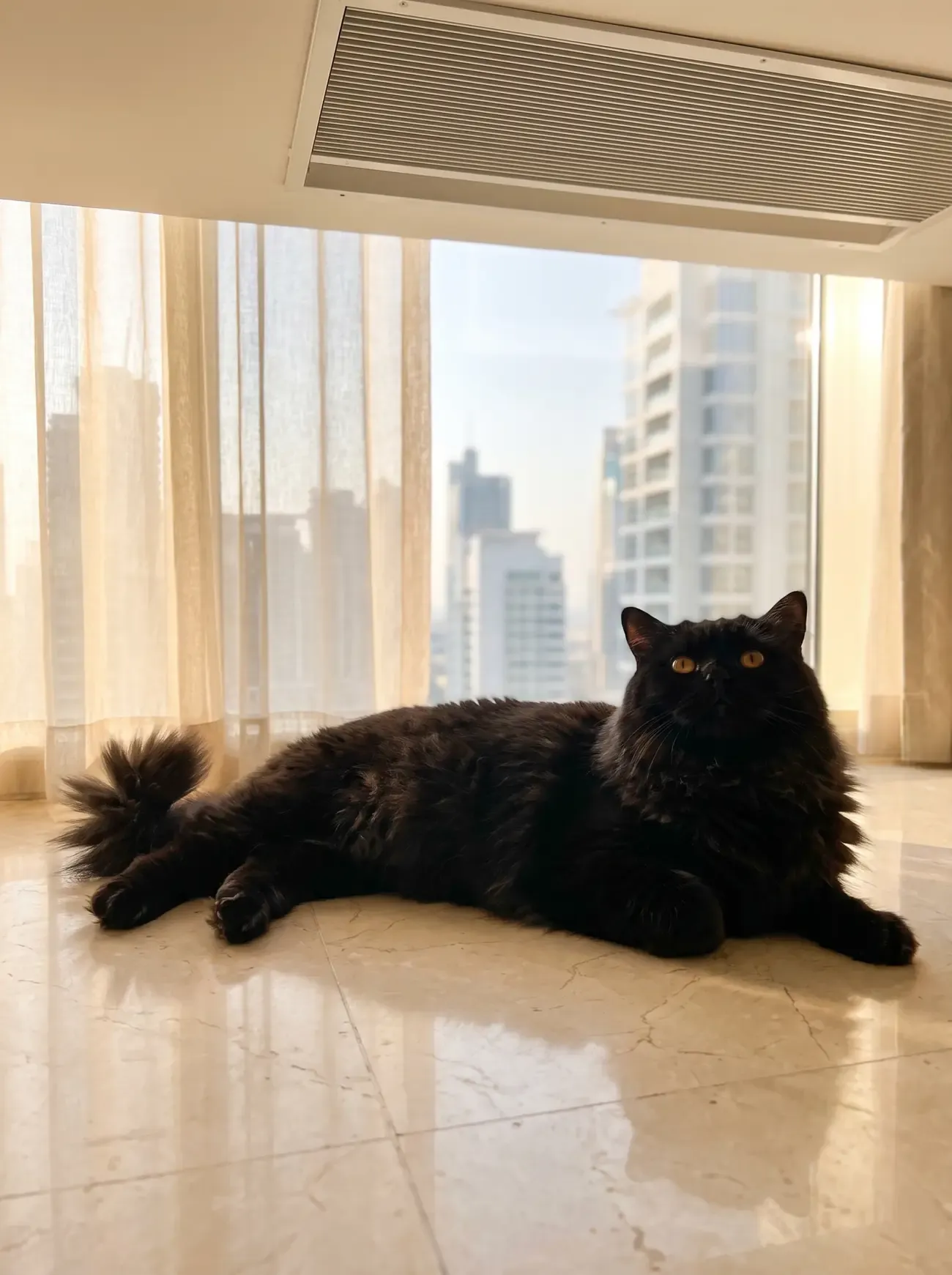 British Longhair in Dubai, a black adult stretched out on cool marble tiles, the skyline behind