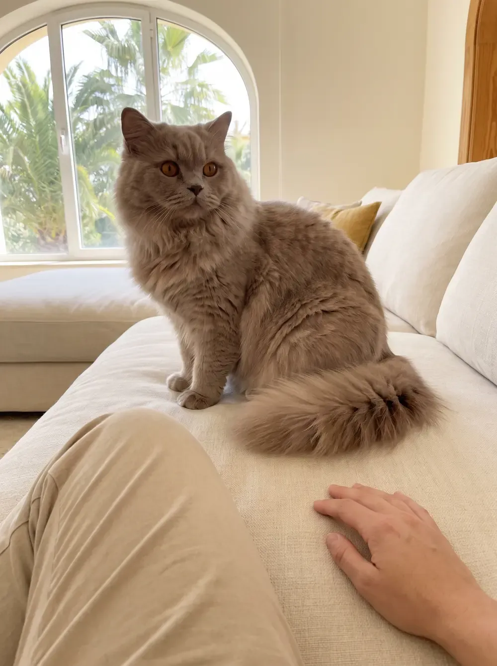 British Longhair in Dubai, a lilac adult on the sofa a cushion away from its owner, palms outside