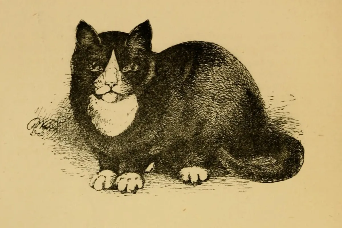 British Shorthair history, an engraving of a black and white shorthair from Harrison Weir's show book, 1889