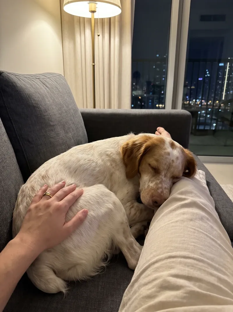 Brittany Spaniel in Dubai, a white and orange adult asleep against a pet parent's knee on a sofa, the skyline lit behind
