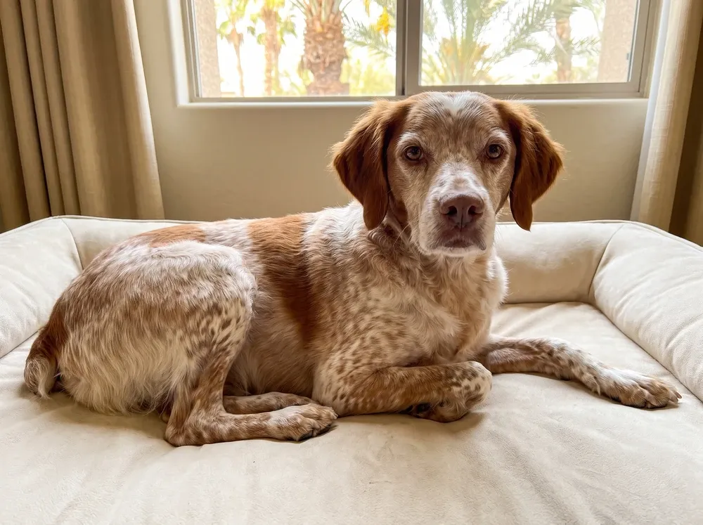 Brittany Spaniel in Dubai, an older orange roan dog with a greying muzzle on a cream bed, palms through the window