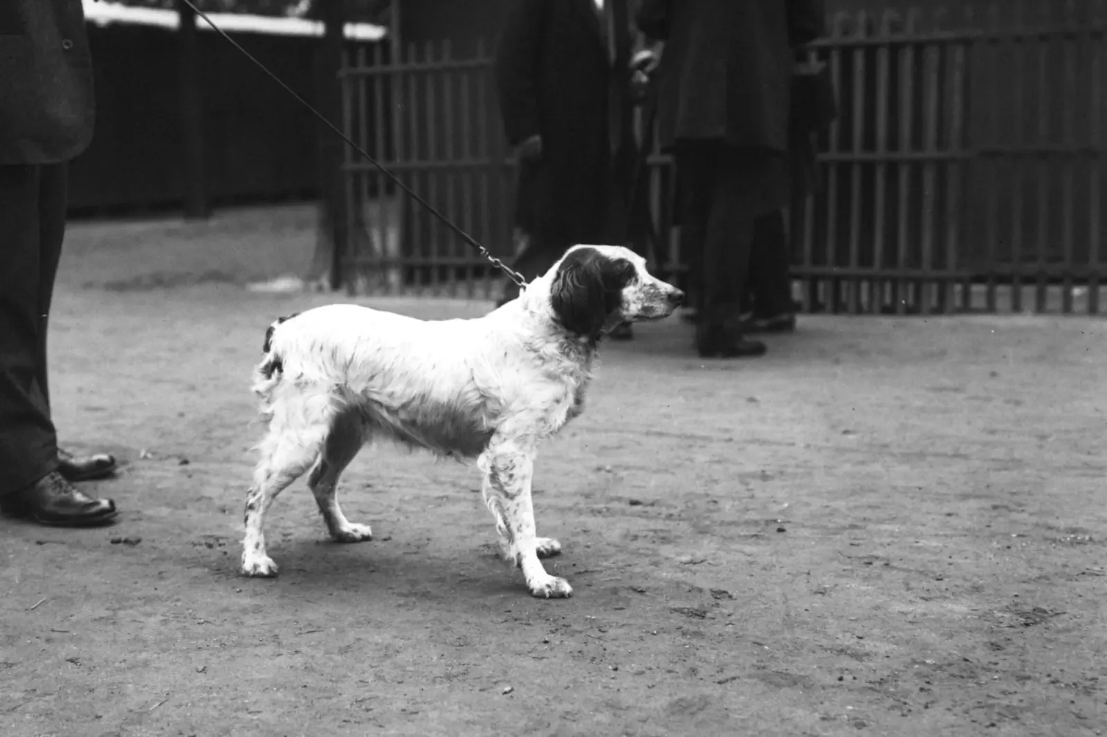 Brittany Spaniel history, a prize-winning Epagneul Breton on a lead at a dog show, Paris, 1913