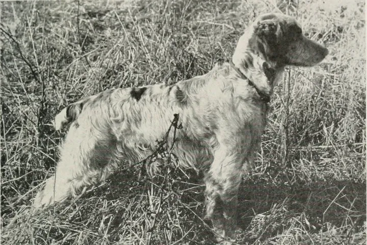 Brittany Spaniel history, a Brittany standing on point in rough grass, United States, 1948