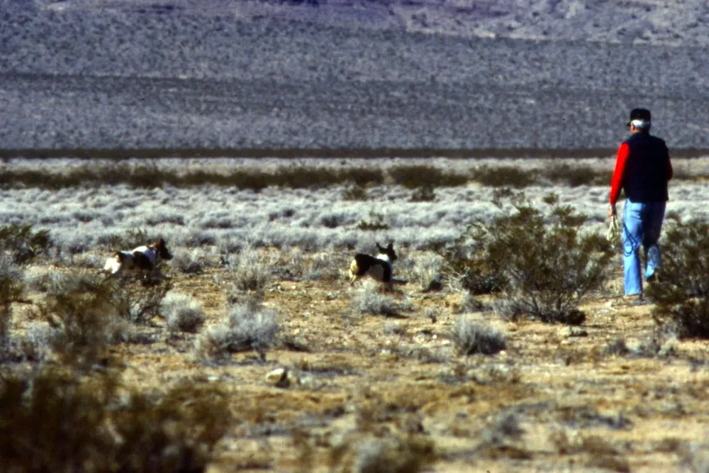Brittany Spaniel history, two Brittanys working ahead of their handler at a field trial, Nevada, 1982