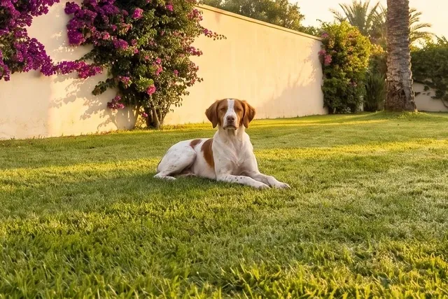 Brittany Spaniel history, the breed today, an orange and white adult lying on a villa lawn under a date palm, Dubai, 2026