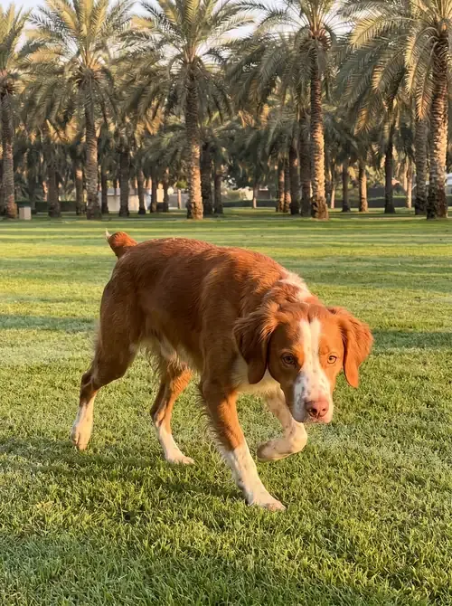 Brittany Spaniel in Dubai, a deep orange and white adult trotting nose low across a park lawn under date palms