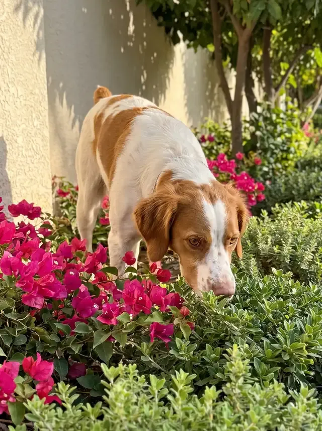 Brittany Spaniel, an orange and white adult nose down among bougainvillea in a villa garden border
