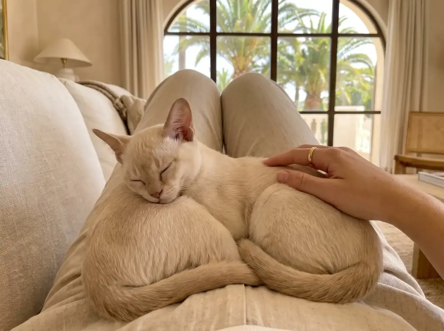 Burmese in Dubai, a cream kitten asleep in a pet parent's lap on the sofa, palms outside
