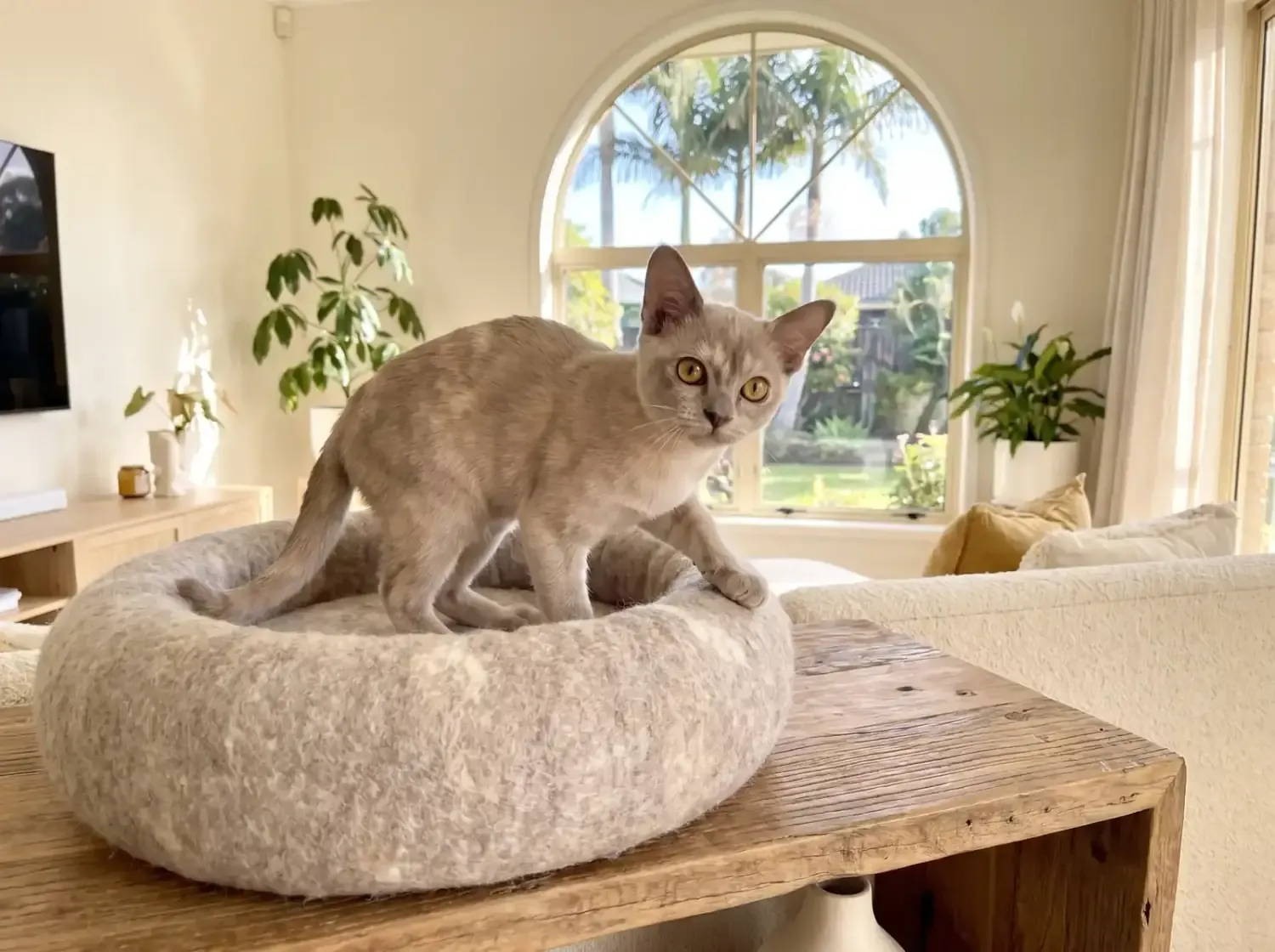 Burmese in Dubai, a lilac kitten stepping into a felt bed on a low shelf, palms through an arched window