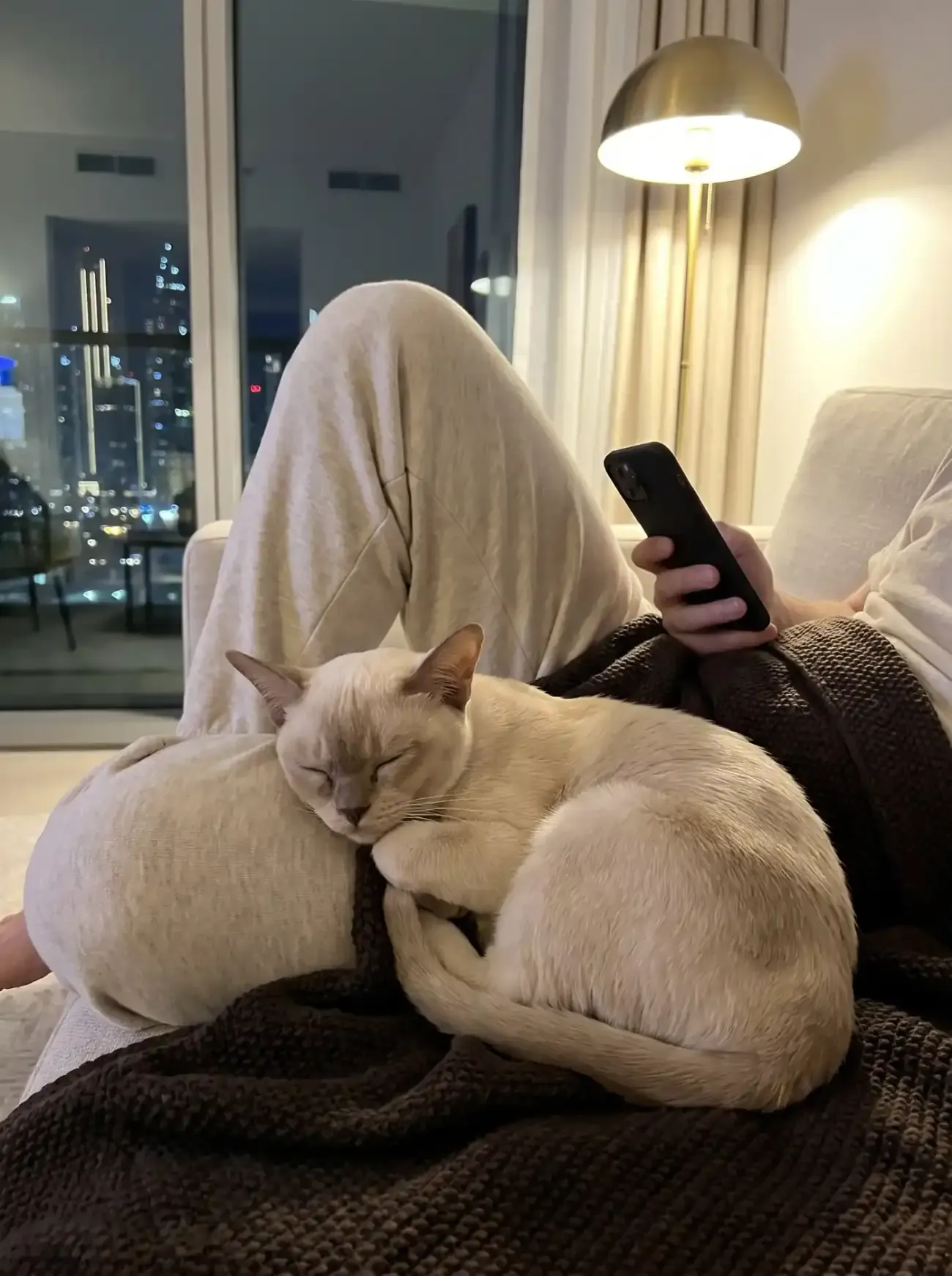Burmese in Dubai, a cream cat asleep against a knee on a dark throw at night, the skyline behind