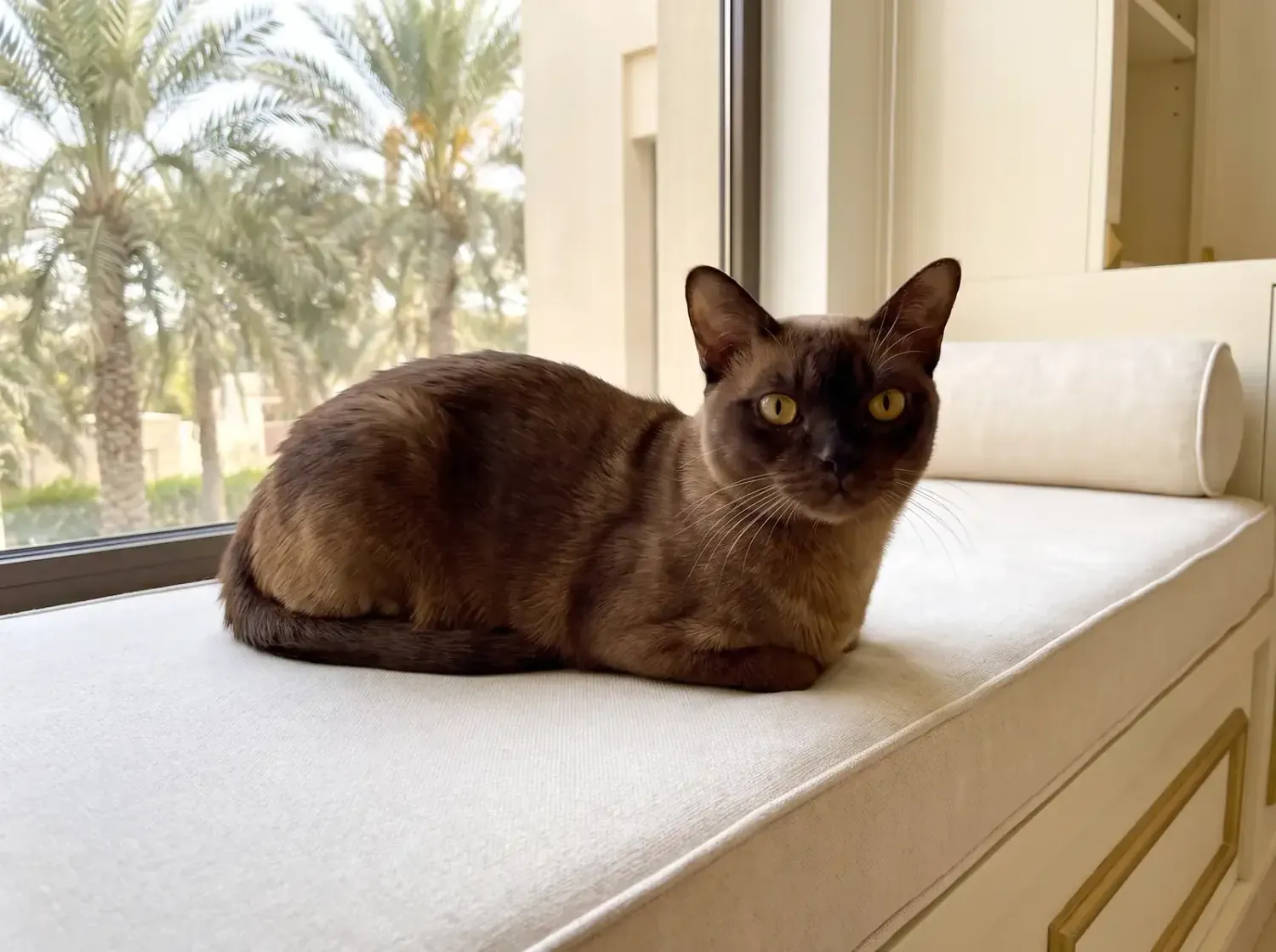 Burmese in Dubai, an older sable cat resting on a cushioned window seat, eyes open, palms outside
