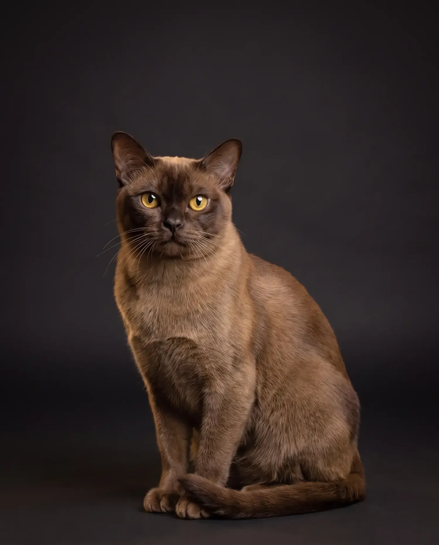 Burmese in Dubai, studio portrait of a calm sable adult with golden eyes, sitting