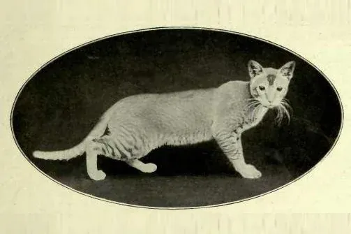 Burmese history, an early photograph of a short-haired cat from Burma, England, 1903