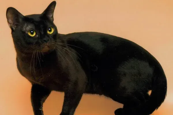 Burmese history, a sable Burmese photographed at a cat show, 2007