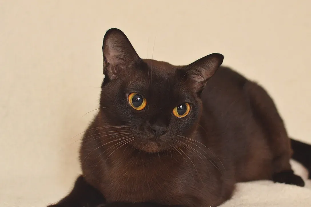 Burmese history, an American-type Burmese sitting, 2023