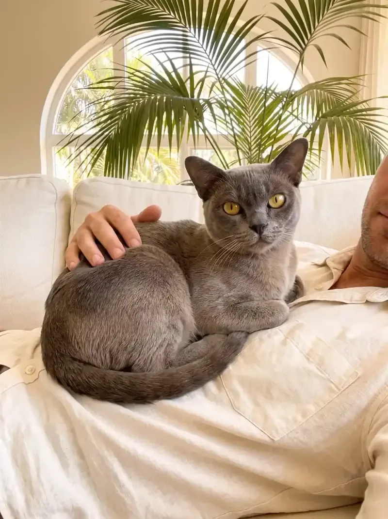 Burmese in Dubai, a blue adult curled on a pet parent's chest on a cream sofa, palms outside