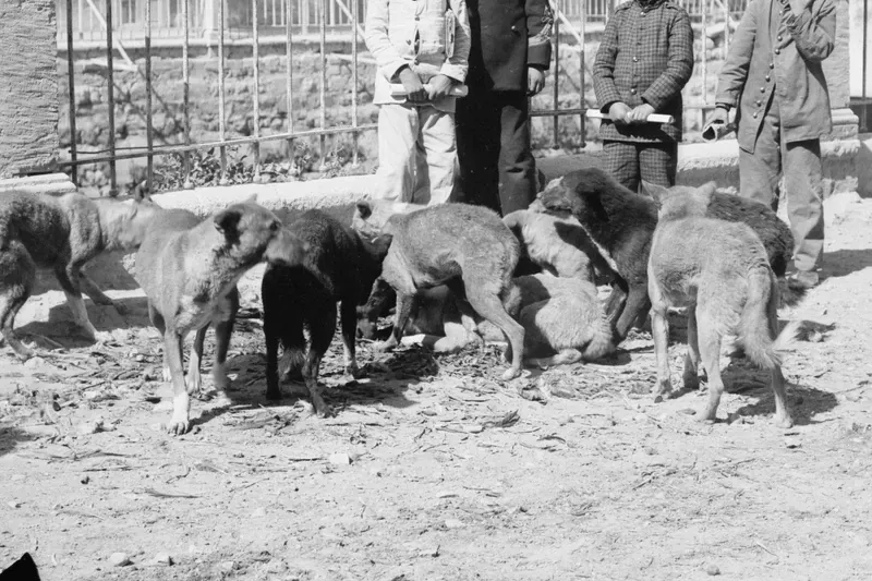 Canaan Dog history, free-roaming street dogs gathered by a wall, Middle East, between 1898 and 1946