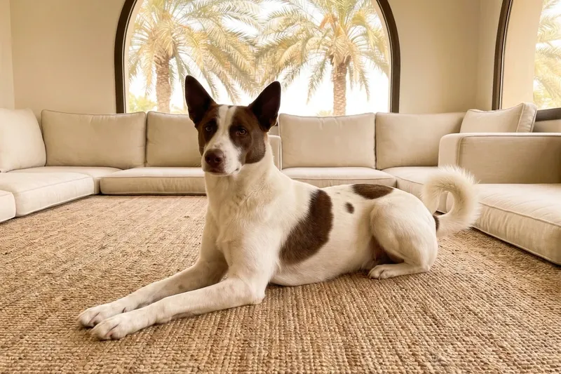 Canaan Dog history, a white adult with liver brown patches lying on a rug, palms through an arched window
