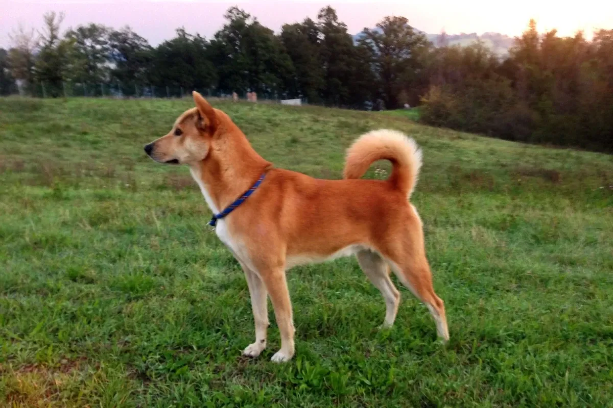Canaan Dog history, a red and white adult standing on a grassy hillside, Bologna, Italy, 2013