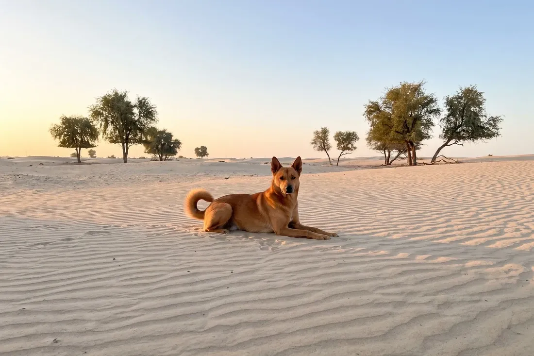 Canaan Dog history, the breed today, a red adult lying on desert sand among ghaf trees, Dubai, 2026