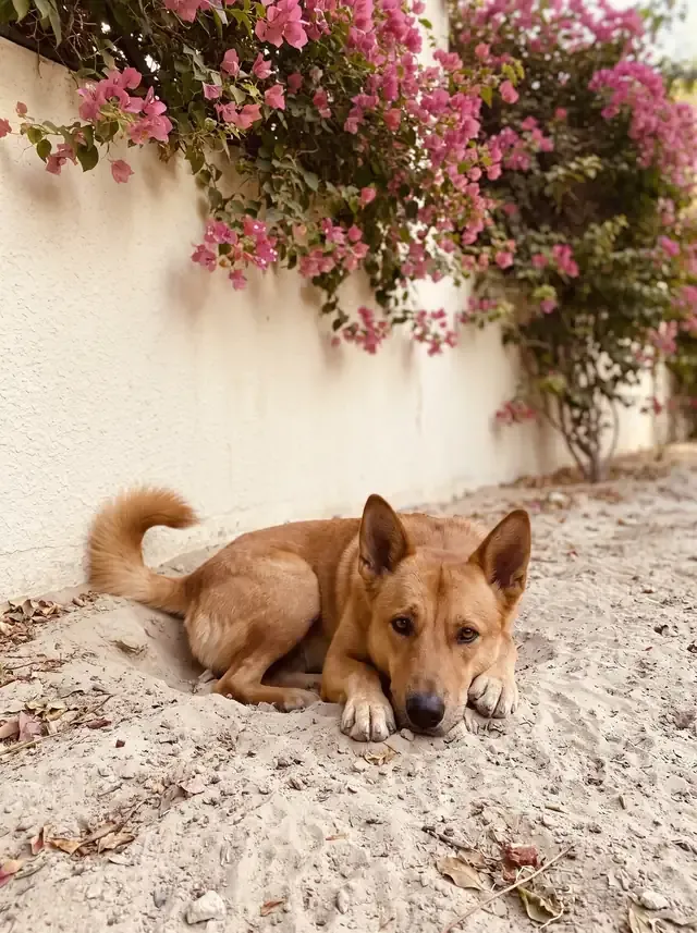Canaan Dog, a red adult lying in a cool hollow dug under pink bougainvillea by a cream garden wall