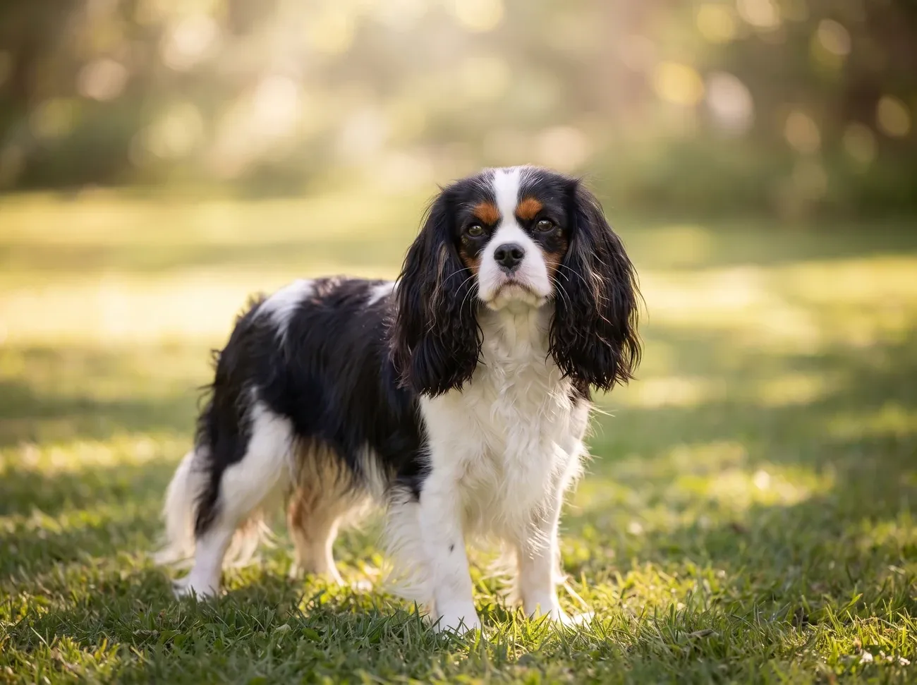 Cavalier King Charles Spaniel, a tricolour adult standing on a sunlit lawn
