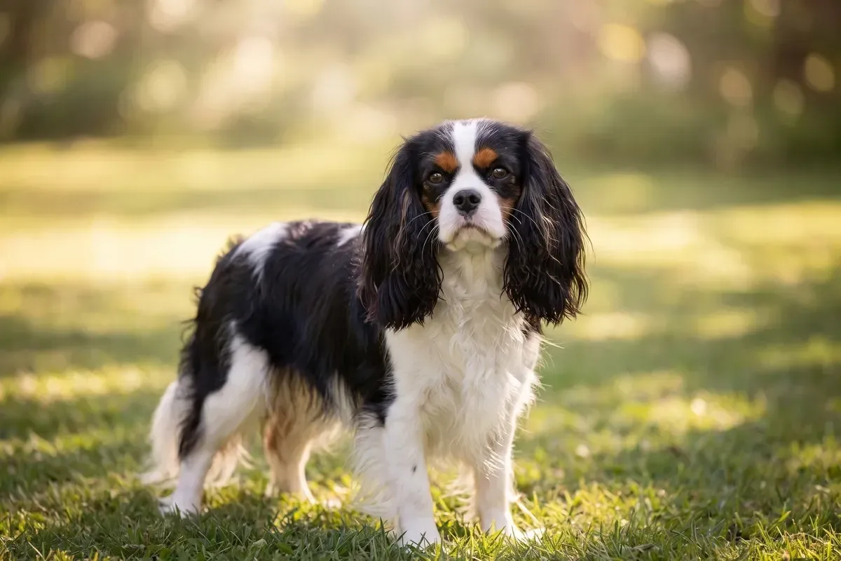 Cavalier King Charles Spaniel history, the breed today, a tricolour adult on a lawn in soft light