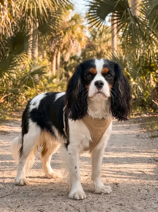 Cavalier King Charles Spaniel in Dubai, a tricolour adult in a soft harness on a palm-lined walk