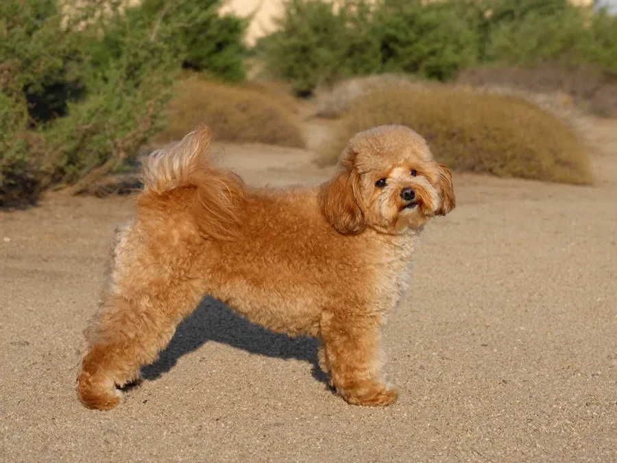 Cavapoo, an apricot adult standing side-on on a sandy path lined with low shrubs
