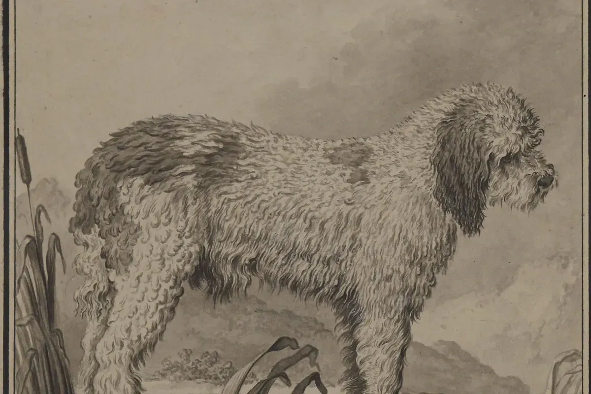 Cavapoo history, a drawing of Le Grand Barbet, a curly-coated water dog among reeds, 1755