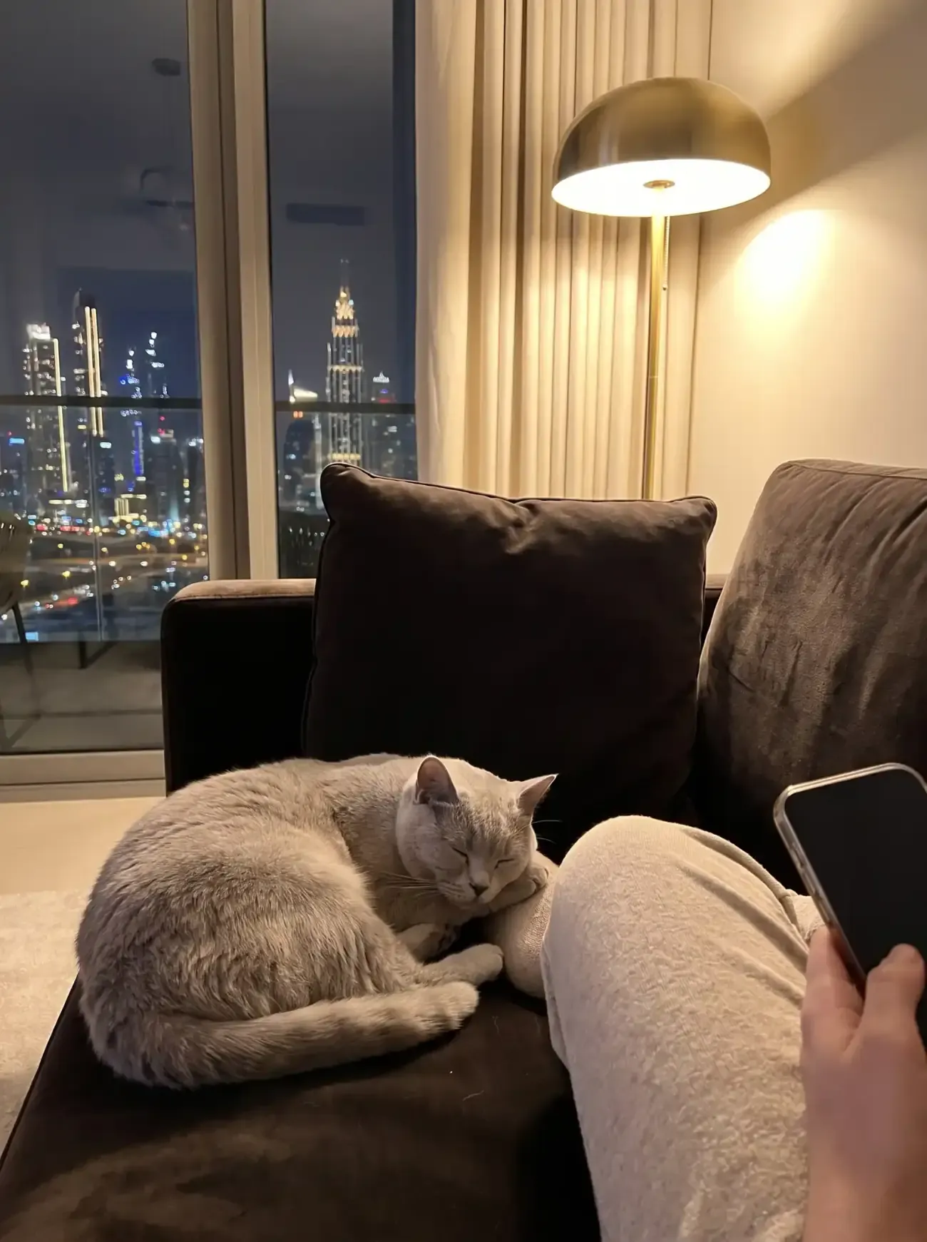 Chartreux in Dubai, a pale grey cat asleep on a dark sofa at night, the skyline behind