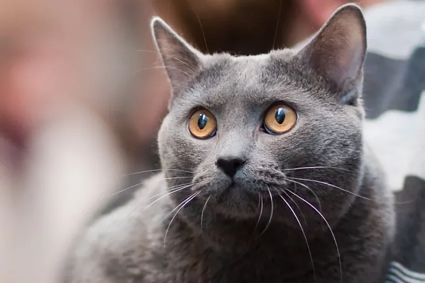 Chartreux history, a blue-grey Chartreux held at a cat show, Helsinki, 2010