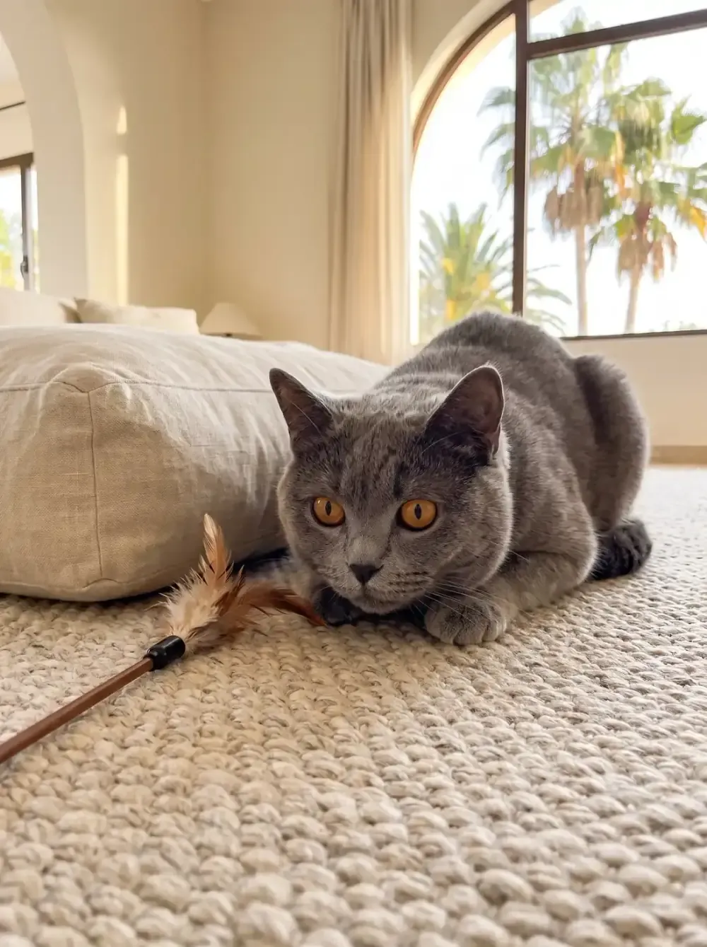 Chartreux in Dubai, a blue-grey adult crouched on a rug beside a feather wand toy, palms outside